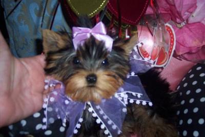 Yorkshire Terrier Puppies in FL