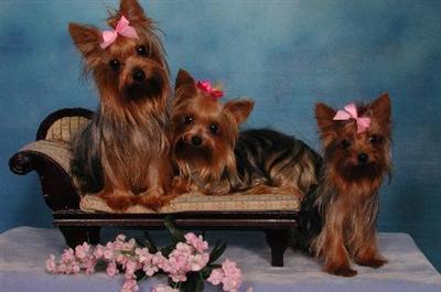 Yorkshire Terrier Puppies in FL