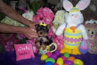 Yorkshire Terrier Puppies in FL