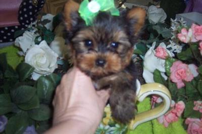 Yorkshire Terrier Puppies in FL