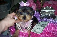 Yorkshire Terrier Puppies in FL