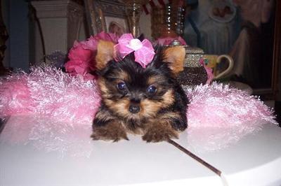 Yorkshire Terrier Puppies in FL