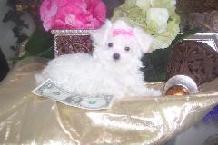 Maltese Puppies in FL