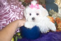 Maltese Puppies in FL