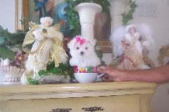 Maltese Puppies in FL