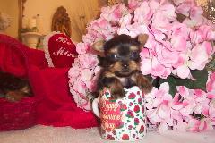 Yorkshire Terrier Puppies in FL