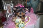 Yorkshire Terrier Puppies in FL