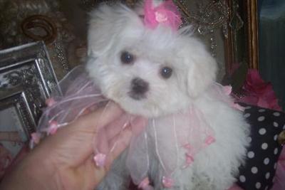 Maltese Puppies in FL