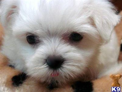 Maltese Puppies in FL