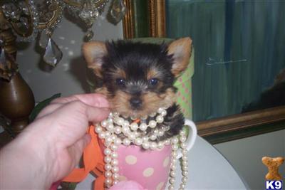 Yorkshire Terrier Puppies in FL