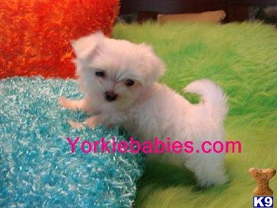 Maltese Puppies in FL