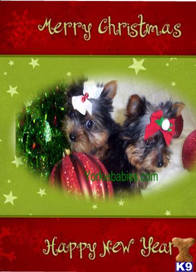 Yorkshire Terrier Puppies in FL