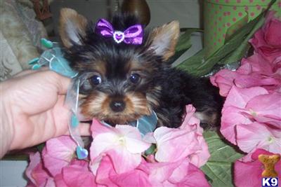 Yorkshire Terrier Puppies in FL