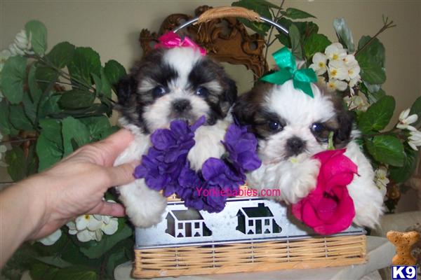 Shih Tzu Puppies