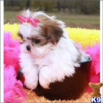 Shih  Puppies on Shih Tzu Puppies For Sale In Florida