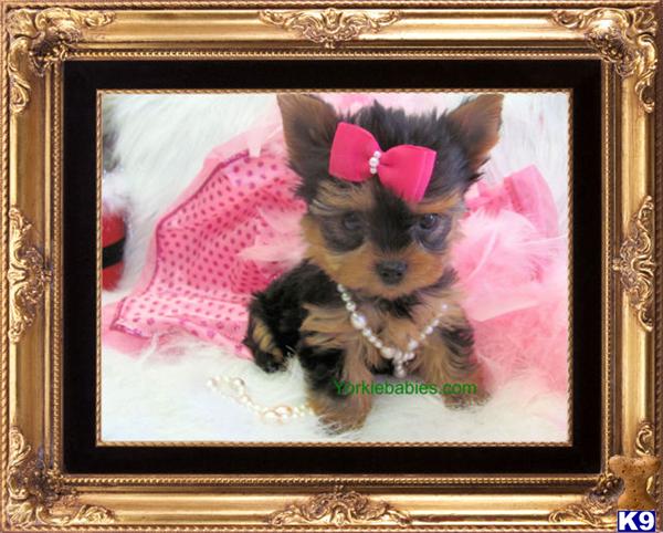 Puppies in Fort lauderdale