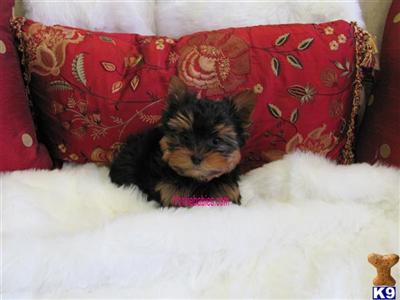 Puppies in FL