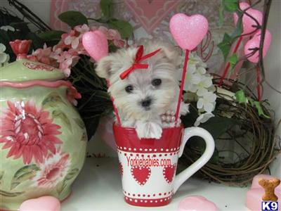 Maltese Puppies for Sale
