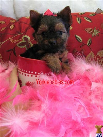 Yorkshire Terrier Puppies in FL