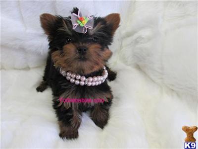 Yorkshire Terrier Puppies in FL