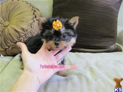 Puppies in FL