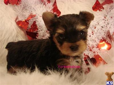 Puppies in FL