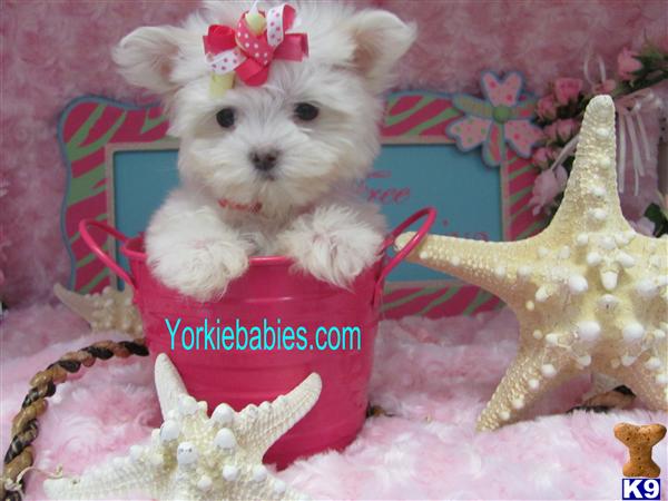 Maltese Puppies