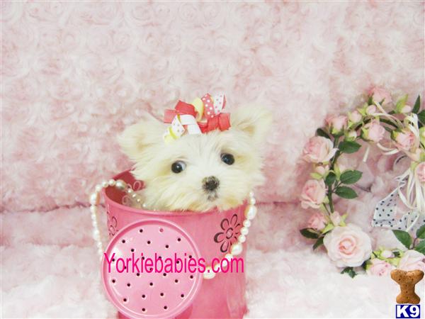 Puppies for Sale