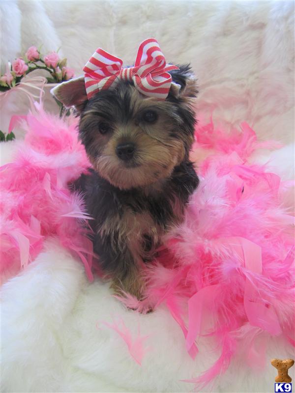 Yorkshire Terrier Puppies for Sale