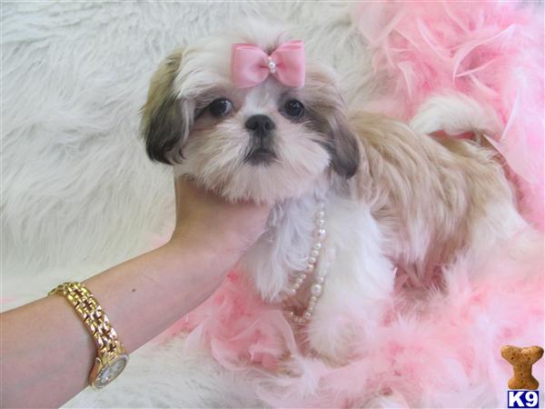 Shih Tzu Puppies in FL