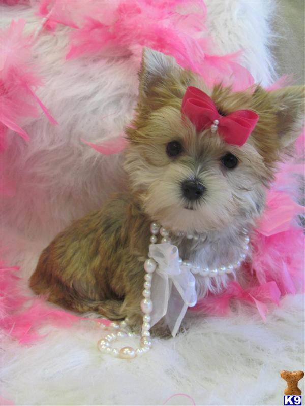 Puppies in Fort lauderdale