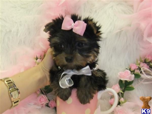 Puppies in Fort lauderdale