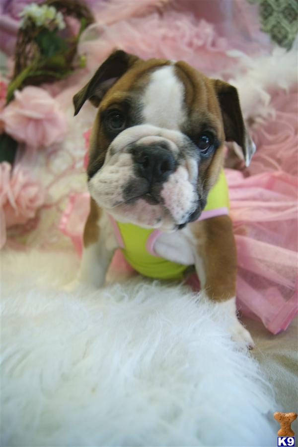 Puppies in Fort lauderdale