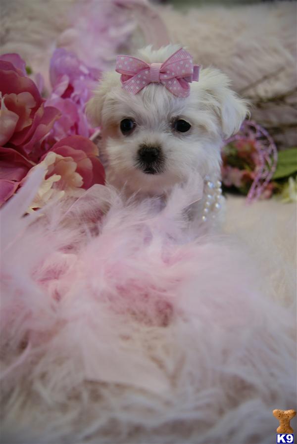 Maltese Puppies in FL