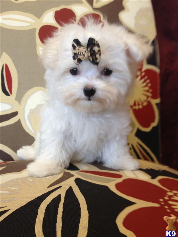 Maltese Puppies
