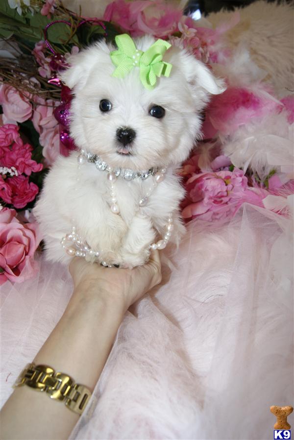 Maltese Puppies