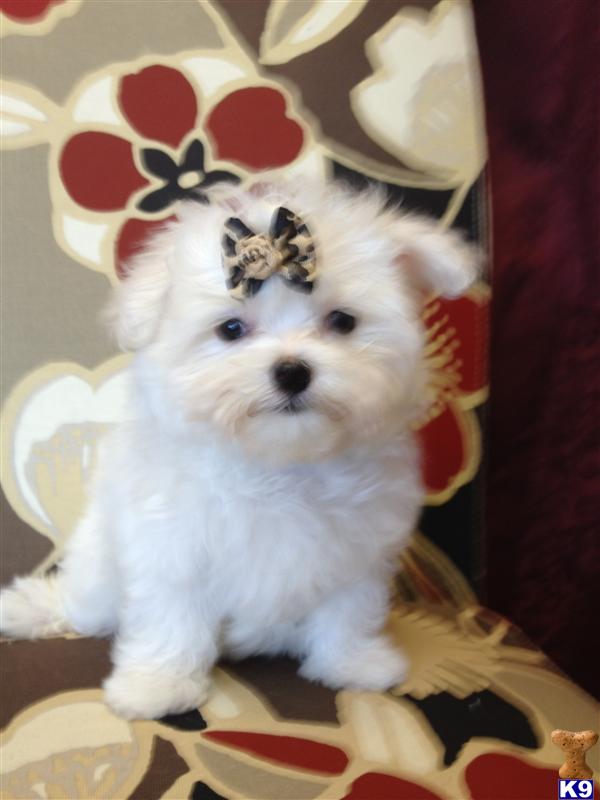 Maltese Puppies