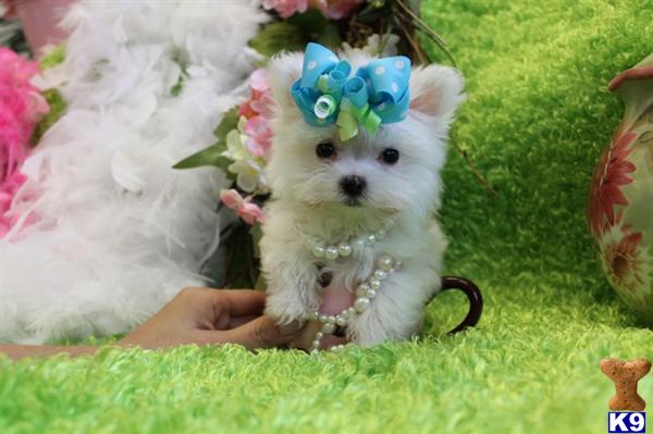 Puppies for Sale