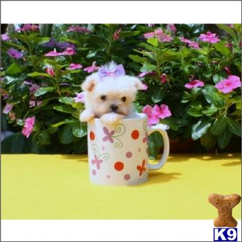 Puppies for Sale