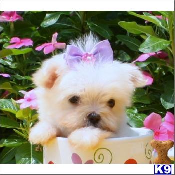 Puppies for Sale