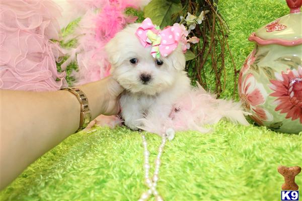 Puppies for Sale