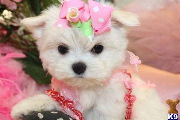 Puppies for Sale