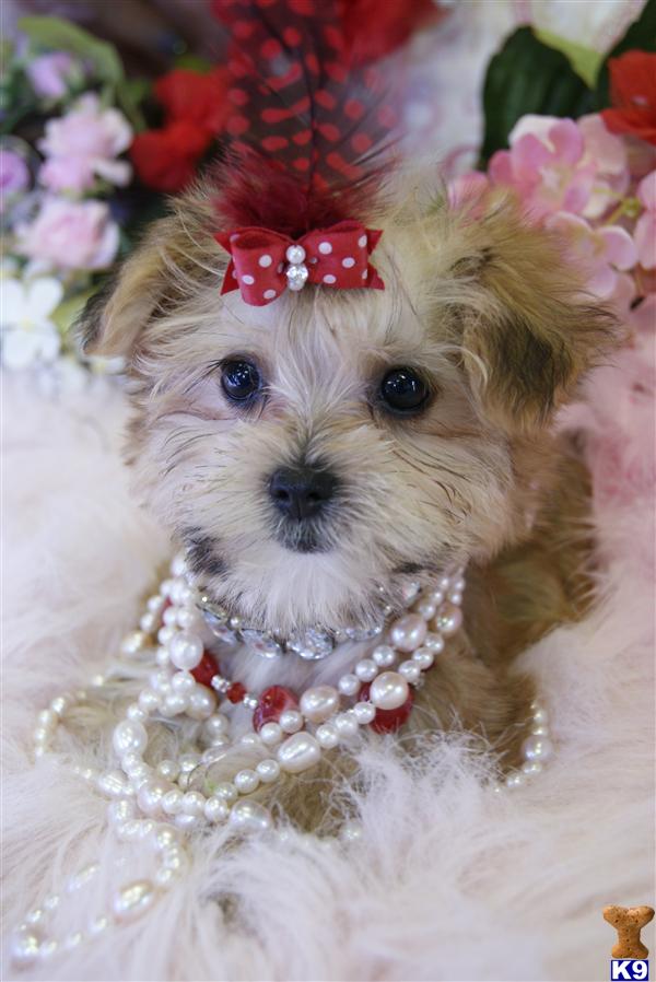 Maltipoo Puppies