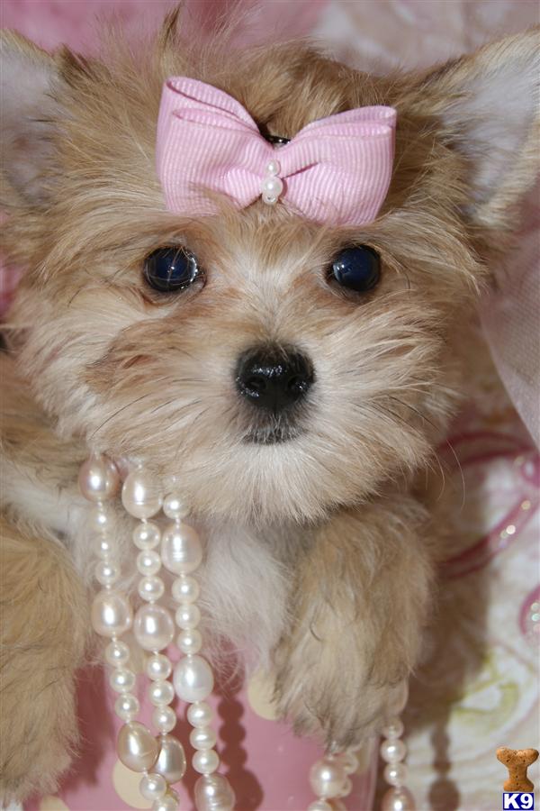 Puppies for Sale
