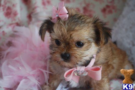 Puppies in Fort lauderdale