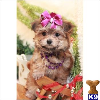 Puppies for Sale
