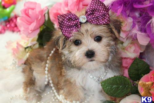 Puppies in Fort lauderdale
