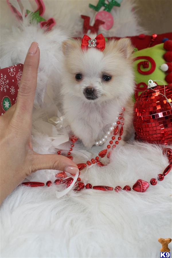 teacup pomeranian puppies for sale toronto white pomeranian white teacup pomeranian puppies for sale puppy los m5x eu teacup pomeranian puppies for sale toronto white pomeranian white teacup pomeranian puppies for sale puppy los m5x eu