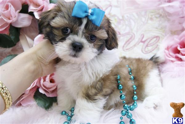 Shih Tzu Puppies in FL