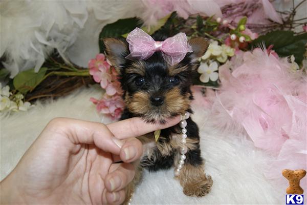 Dogs - Yorkshire Terrier